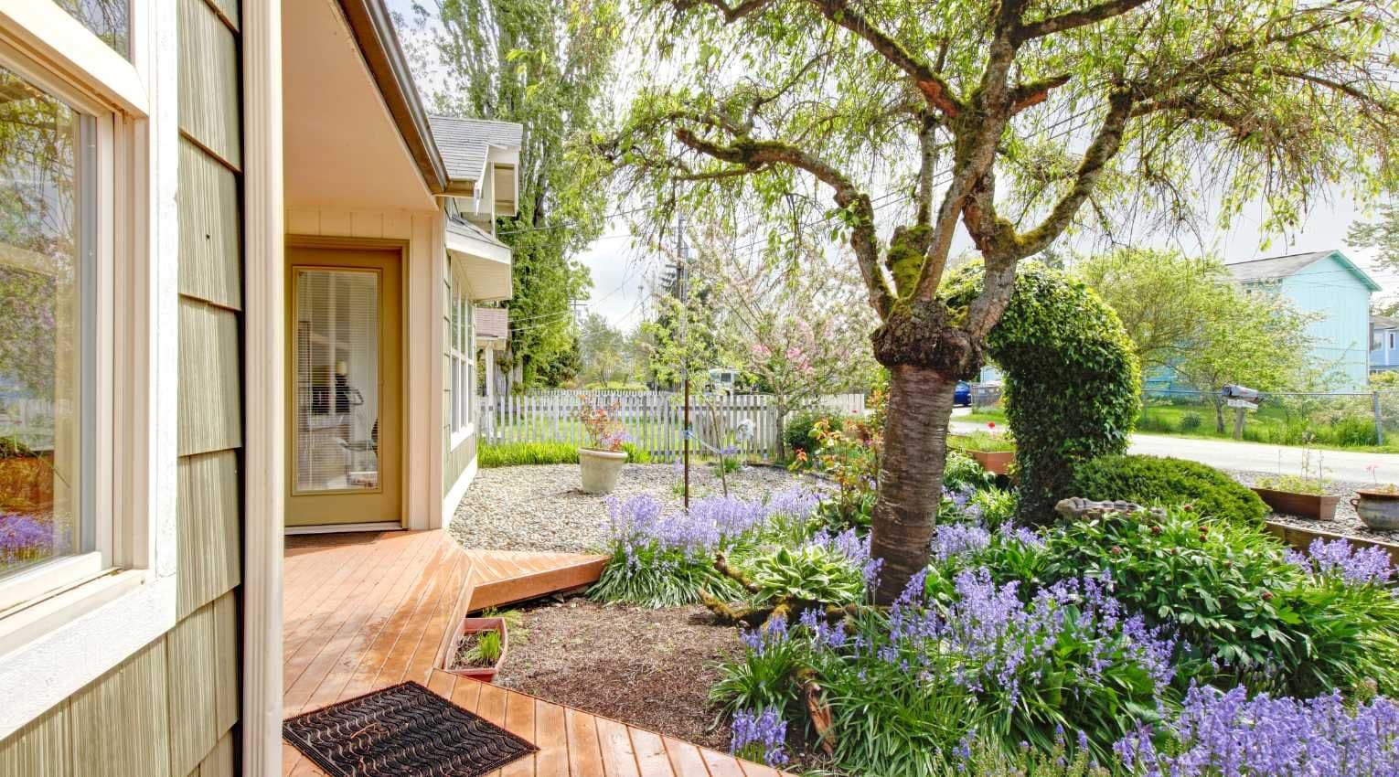 garden of purple flowers in front of home
